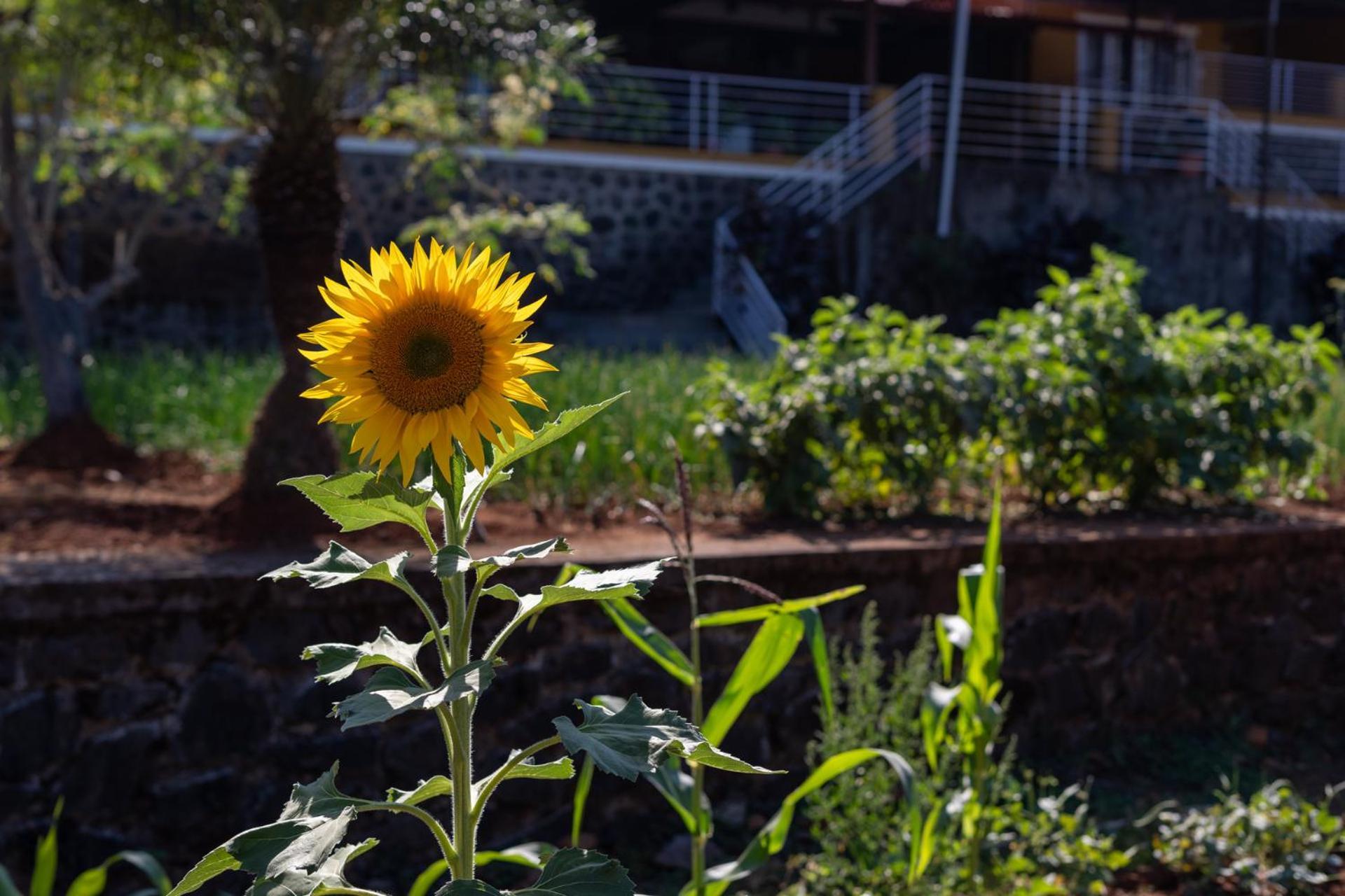 Ekam Lake House: Mountain Views & Wellness Retreat Pune Exterior photo